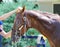 Irish Danzing Bathing on the Saratoga Backstretch