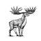Irish elk or Giant deer or Great Horn. Prehistoric mammals. Extinct animal. Vintage retro vector illustration. Doodle
