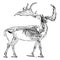 Irish Elk, vintage illustration