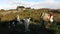 Irish Farm With Goats in Boglands