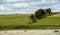 Irish farmland. Meadow fields, green grass, cloudy sky and cows grazing