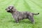 Irish Glen of Imaal Terrier on the green grass