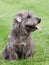 Irish Glen of Imaal Terrier on the green grass