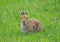Irish hare