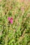 Irish Heath Daboecia cantabrica Waley’s Red, flowering