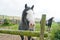 Irish horses in paddock, Wicklow Mountains, Ireland