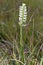 Irish Lady`s-tresses