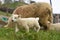 Irish lamb on the farm