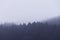 Irish landscape. Ireland, Pine, fir and perennial trees. Foggy day. Silhouette. Grey shapes