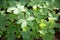 Irish lucky clover in efflorescences in the domestic garden