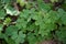Irish lucky clover in efflorescences in the domestic garden