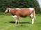 Irish Moiled Cattle in a field on farm in Co Antrim Northern Ireland