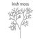 Irish moss Chondrus crispus , red alga