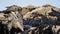 Irish Moss Seaweed and Barnacles Cling to a Rock