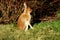 Irish Mountain Hare, County Kerry, Ireland