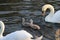 Irish National War Memorial Park Dublin Swan and duck