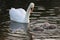 Irish National War Memorial Park Dublin Swan and duck