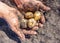 Irish potatoes Solanum tuberosum harvest and being held in a mans hands
