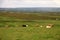 Irish rural landscape with cows