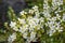 Irish saxifrage Saxifraga rosacea with small white flowers