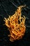 Irish sea moss. Chondrus Crispus, healthy organic raw seaweed, a close-up