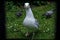 Irish seagull and pigeons