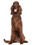 Irish Setter, 1 year old, sitting