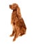 Irish Setter