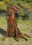 Irish Setter