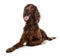 Irish Setter, 2 years old, lying