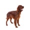 Irish Setter