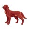 Irish setter.