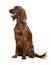 Irish Setter