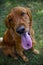 Irish setter dog