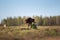 Irish Setter dog peeing on grass tuft on field