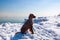 Irish Setter Puppy at Chicago`s Frozen Lake Michigan Shore