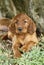 Irish setter puppy laying down