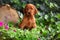 Irish Setter Puppy Sitting in Ivy