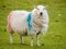 Irish sheep