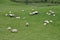 Irish sheep farm, Ireland