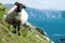 Irish sheep grazing grass on a steep hill. Beautiful landscape scenery with blue sky and ocean in the background. Achill island,