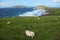 Irish sheeps near Dunquin on Dingle peninsula