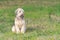 Irish soft coated wheaten terrier on grass of meadow background