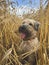 The Irish Soft Coated Wheaten Terrier in the wheat field. Versatile farm dog