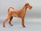 Irish terrier