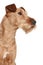 Irish terrier