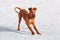 The Irish Terrier plays in the snow in the winter