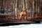 Irish Terrier stands on a bridge on a background of trees