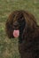 Irish Water Spaniel Dog, Portrait of Adult with Tongue out