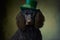 Irish Water Spaniel in green hat. International celebration of the St. Patrick\\\'s Day.
